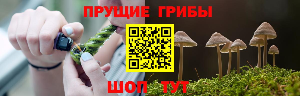 Псилоцибиновые грибы Psilocybe Георгиевск